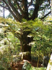 樹齢1300年　　春埜杉