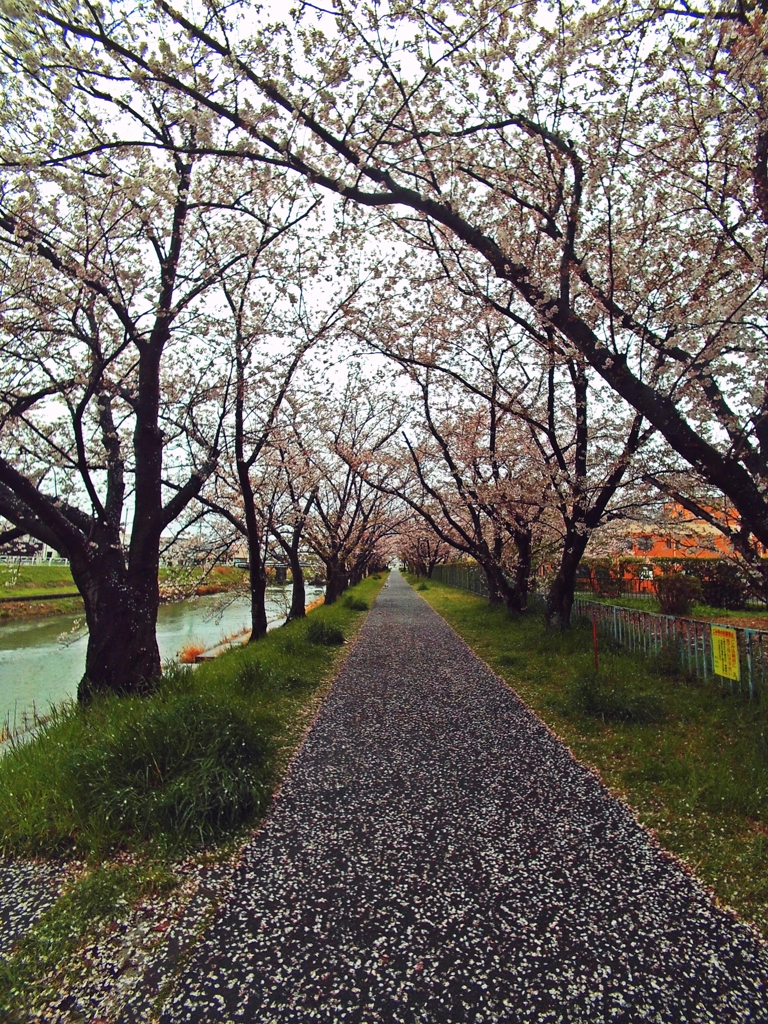 雨散り桜