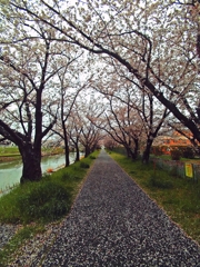雨散り桜
