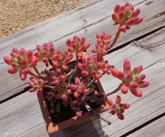 多肉植物って名前なんです！