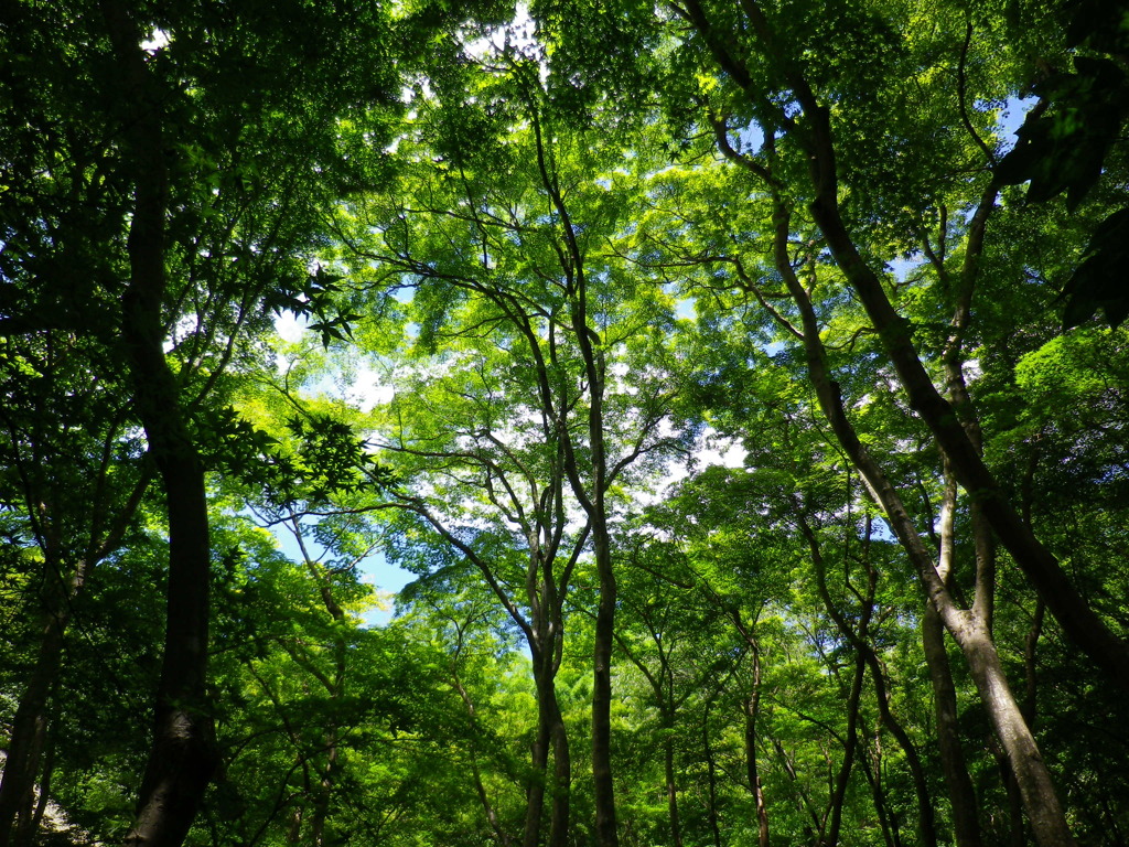 木陰　弐
