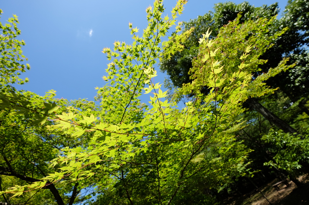 彦根城の新緑