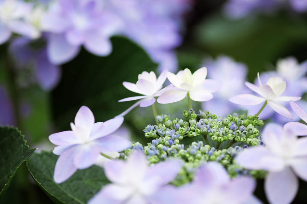 奇跡の星の植物館