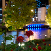 夜薔薇