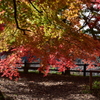 高遠城址公園(3)