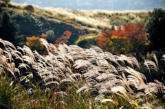ススキがなびく若草山
