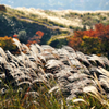 ススキがなびく若草山