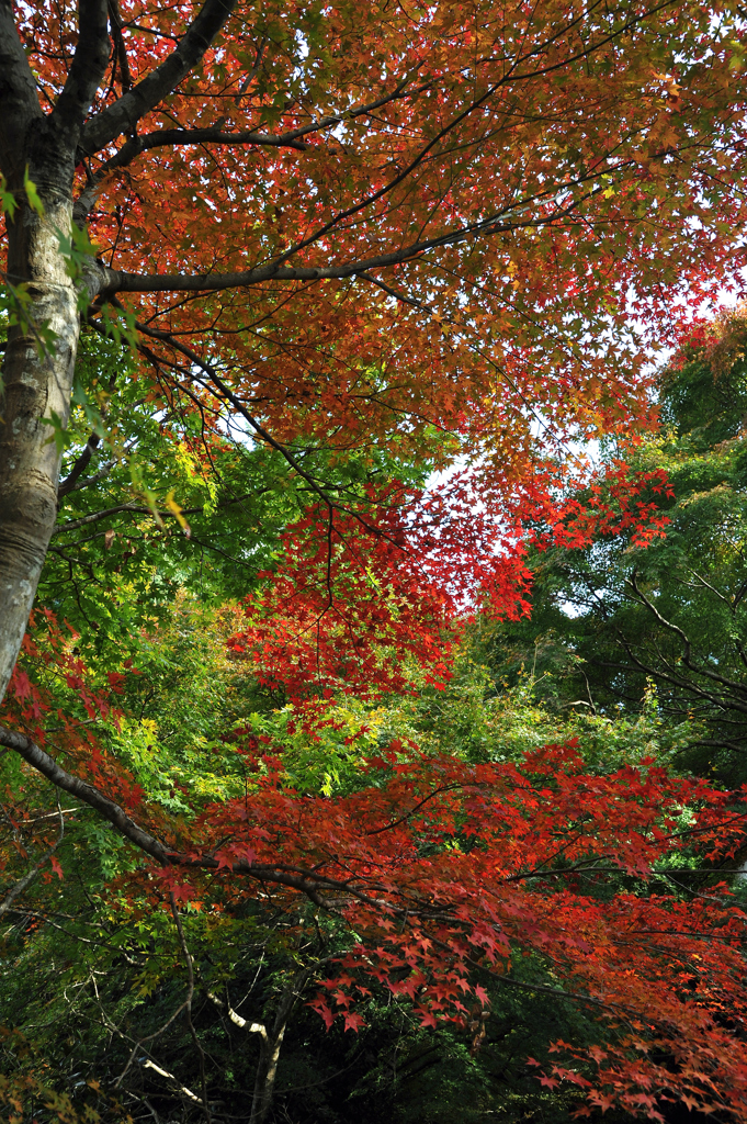 宝泉院の紅葉