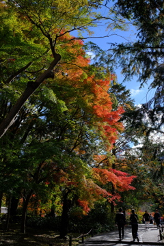 色づき始めた南禅寺