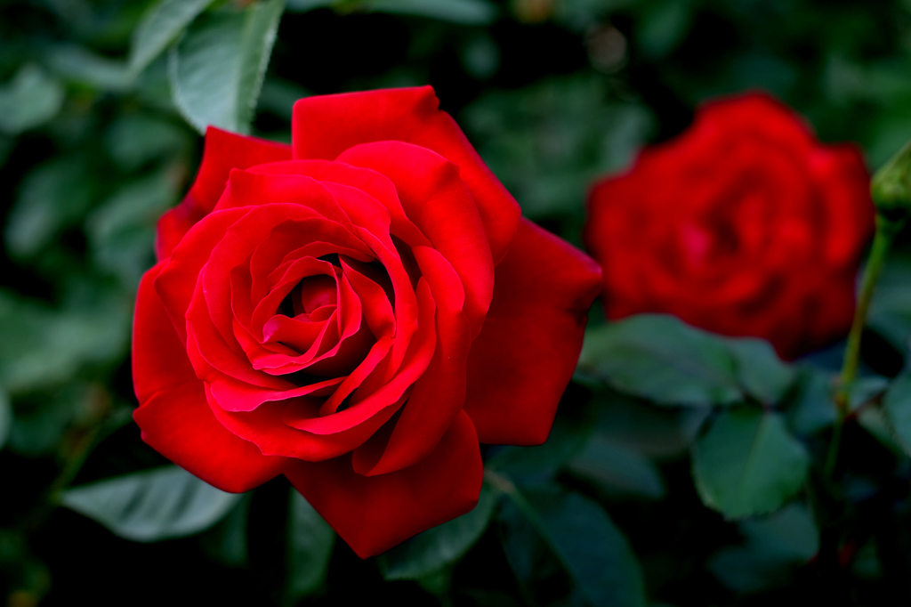 深紅の薔薇