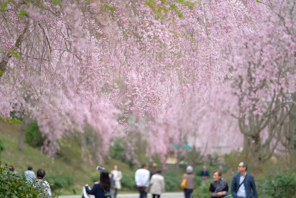 ミホミュージアムの枝垂れ桜☆彡