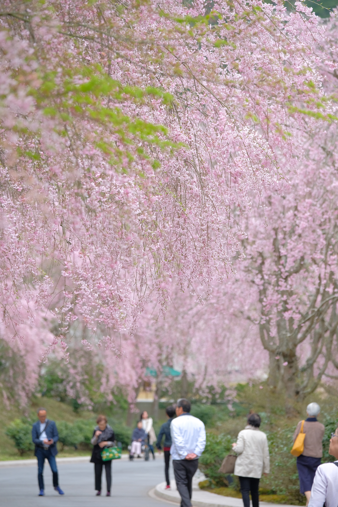 ミホミュージアムの枝垂れ桜(^^♪