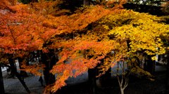 南禅寺のカエデ