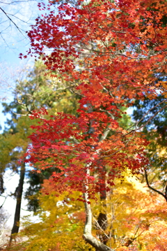 高遠城址公園(4)