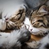 おやすみなさいzzz
