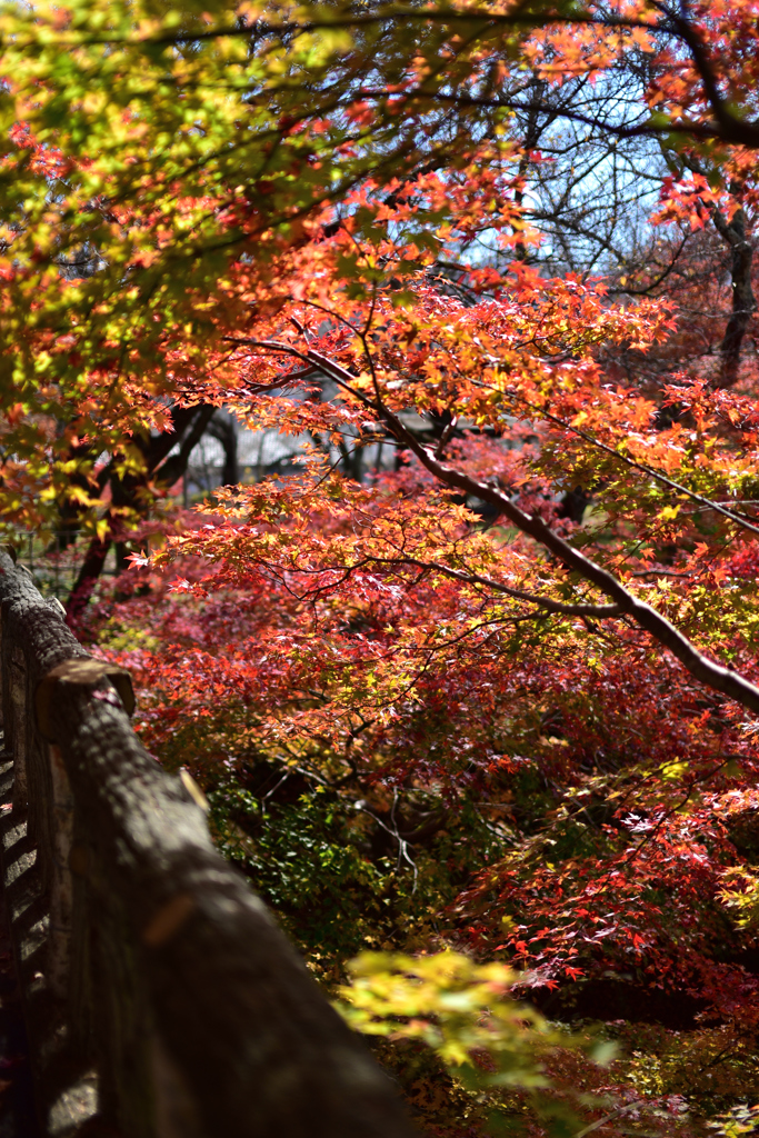 高遠城址公園の紅葉