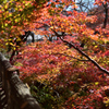 高遠城址公園の紅葉