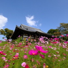 般若寺　コスモス寺