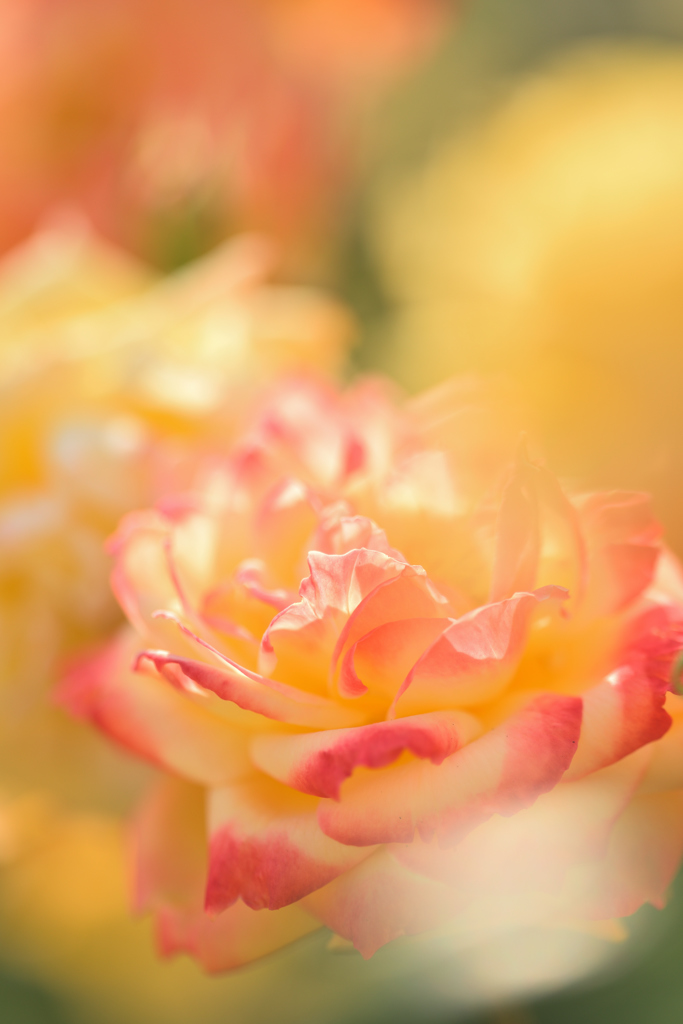 Tropical Sherbet