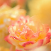 Tropical Sherbet