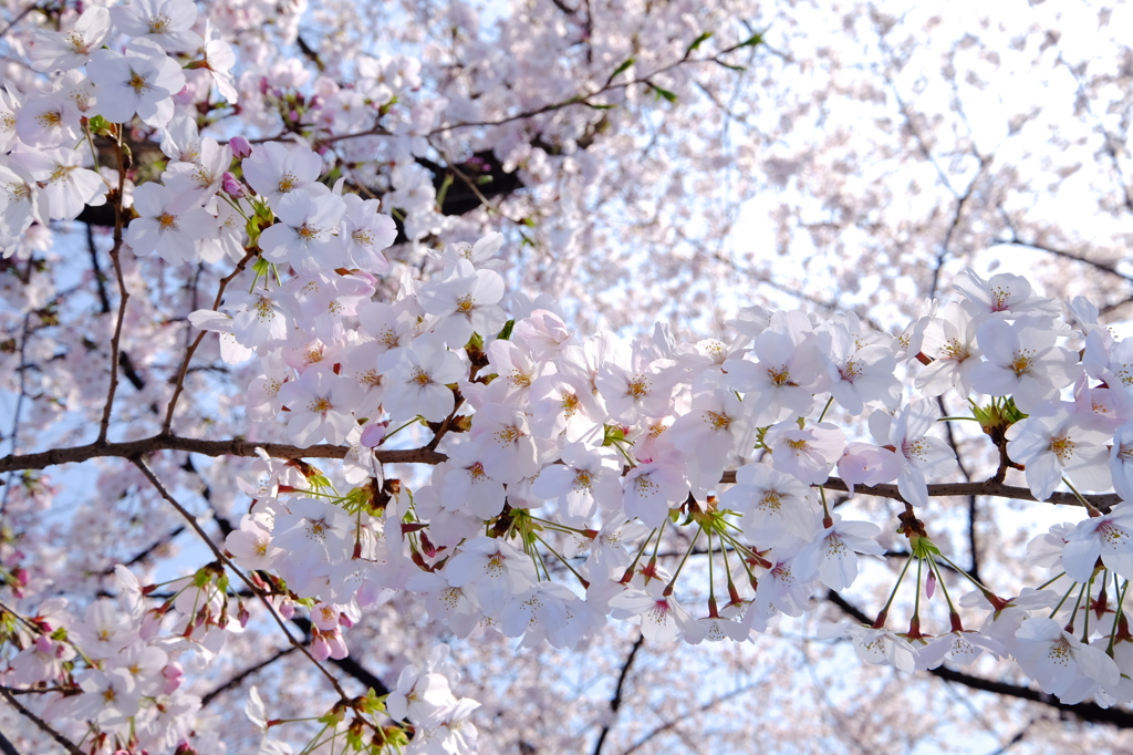 2015サクラ
