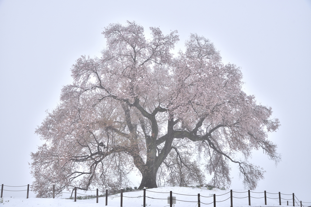 わに塚の桜 （雪化粧）