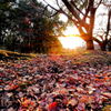 秋の落ち葉