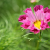 コスモス　少し変わってます。