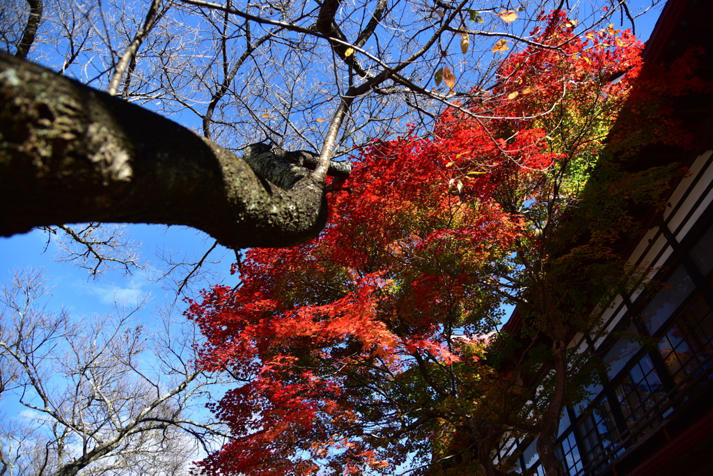 高遠城址公園(2)