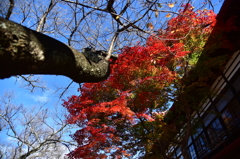 高遠城址公園(2)
