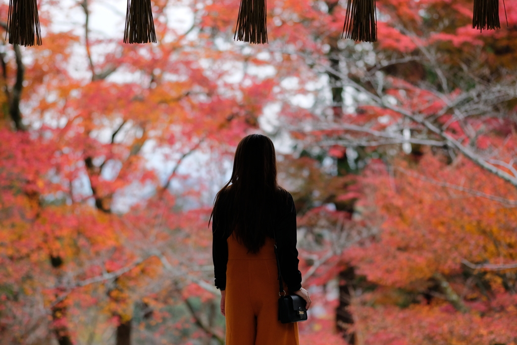 これが日本の秋