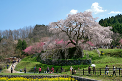 樹齢300年の又兵衛桜