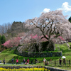 樹齢300年の又兵衛桜