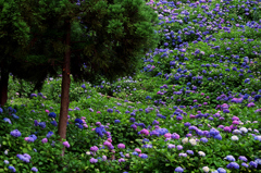 蜻蛉池公園の紫陽花