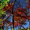 昨年、池に閉じ込めておいた紅葉