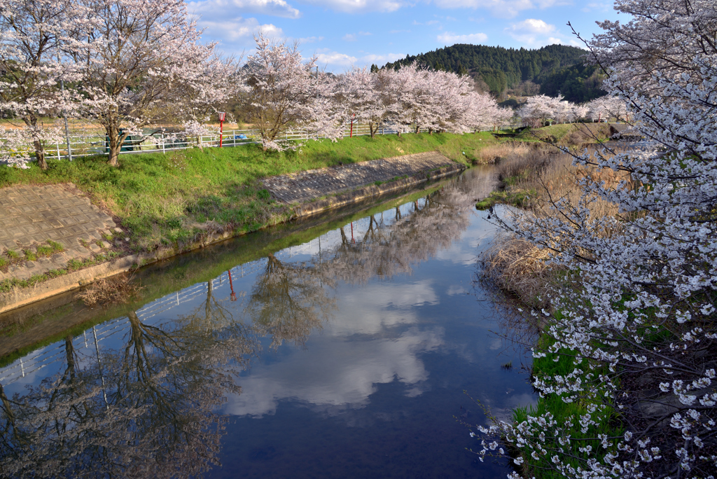 宇陀川桜並木