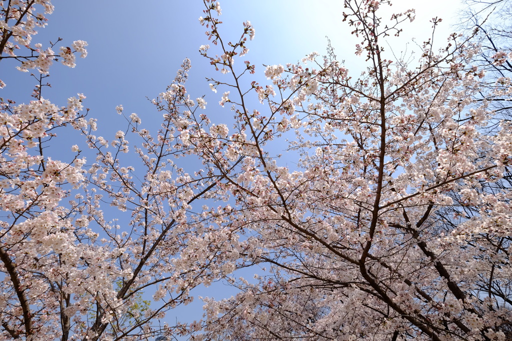 2015桜