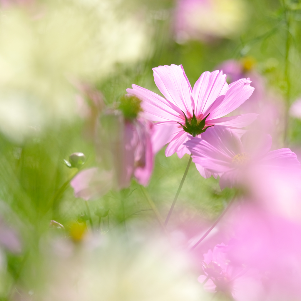 秋桜