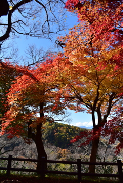 高遠城址公園(1)