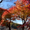 高遠城址公園(1)