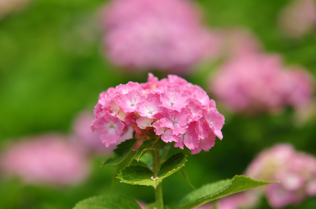 蜻蛉池公園のあじさい