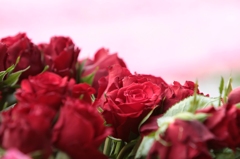 道端に咲く薔薇