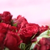 道端に咲く薔薇