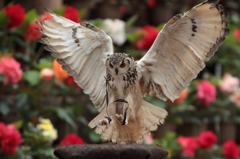 白の魔王、降臨