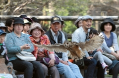 魅惑の舞い