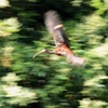 ブロンズトキの飛翔