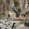 花と鳥の別天地『富士花鳥園』にようこそ