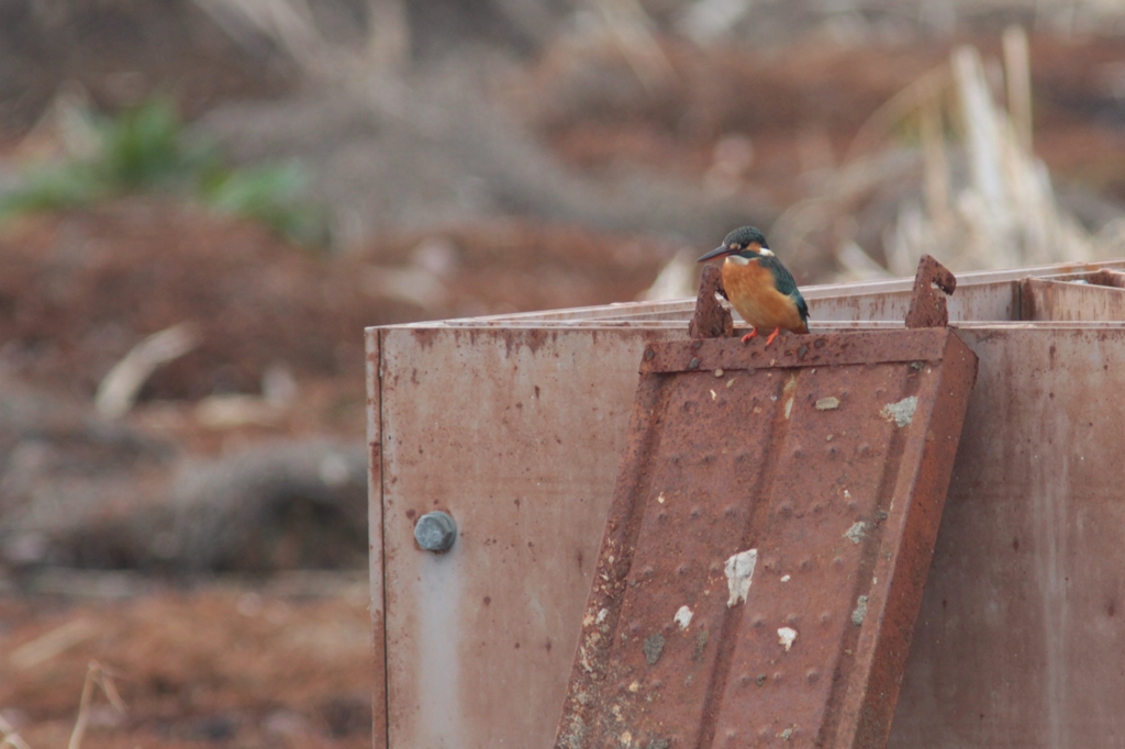 Kingfisher