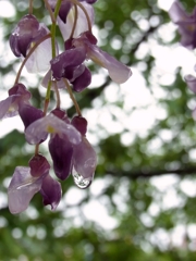 Tear Drop