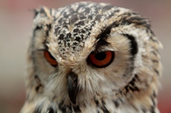 その男、凶暴につき（富士花鳥園チャッピーくんバージョン）